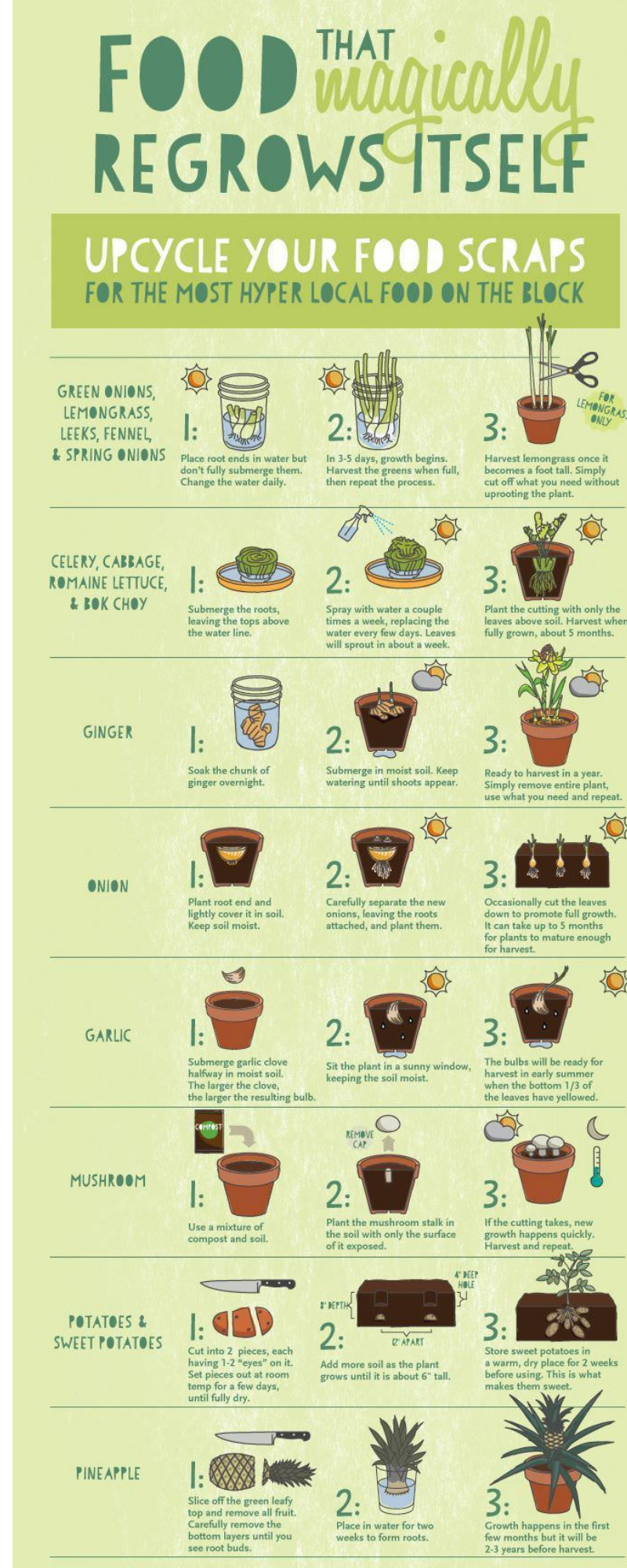 You Can Recycle and Regrow These Food Scraps - Infographic